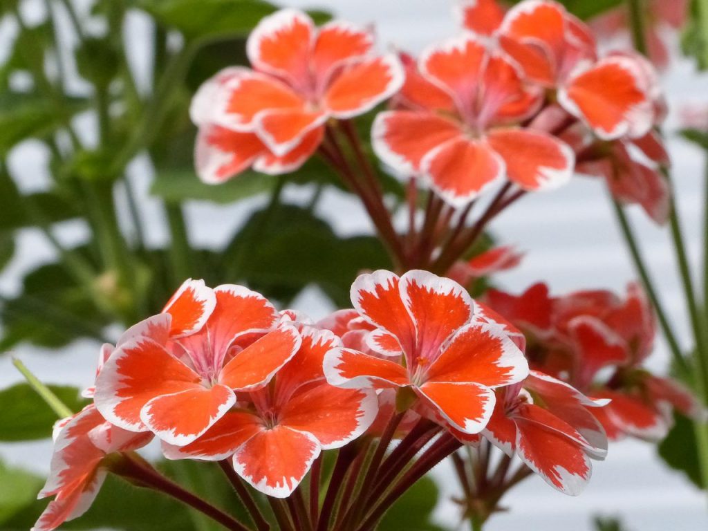 geranium g13d8f12ad 1280 1