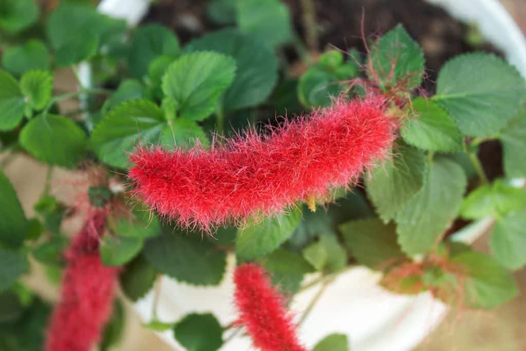 akalyfa / kočičí ocásek (Acalypha spp.)