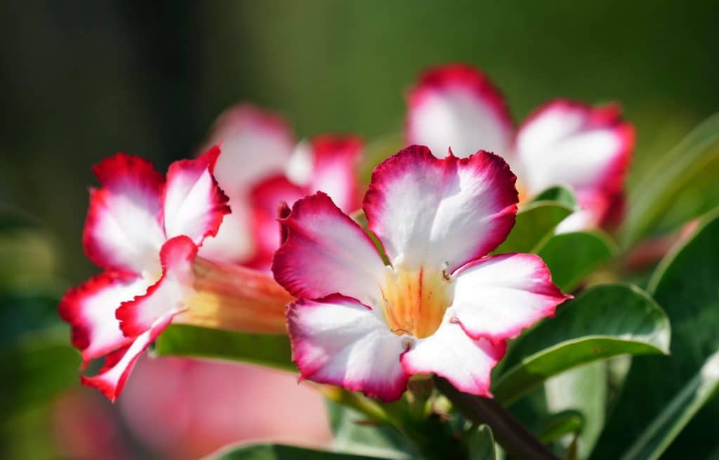 adenium / pouštní růže (Adenium spp.)