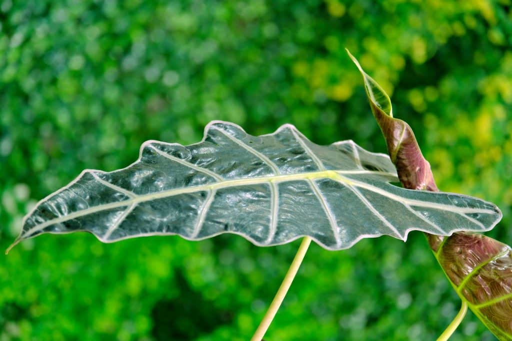 alokazie (Alocasia spp.)