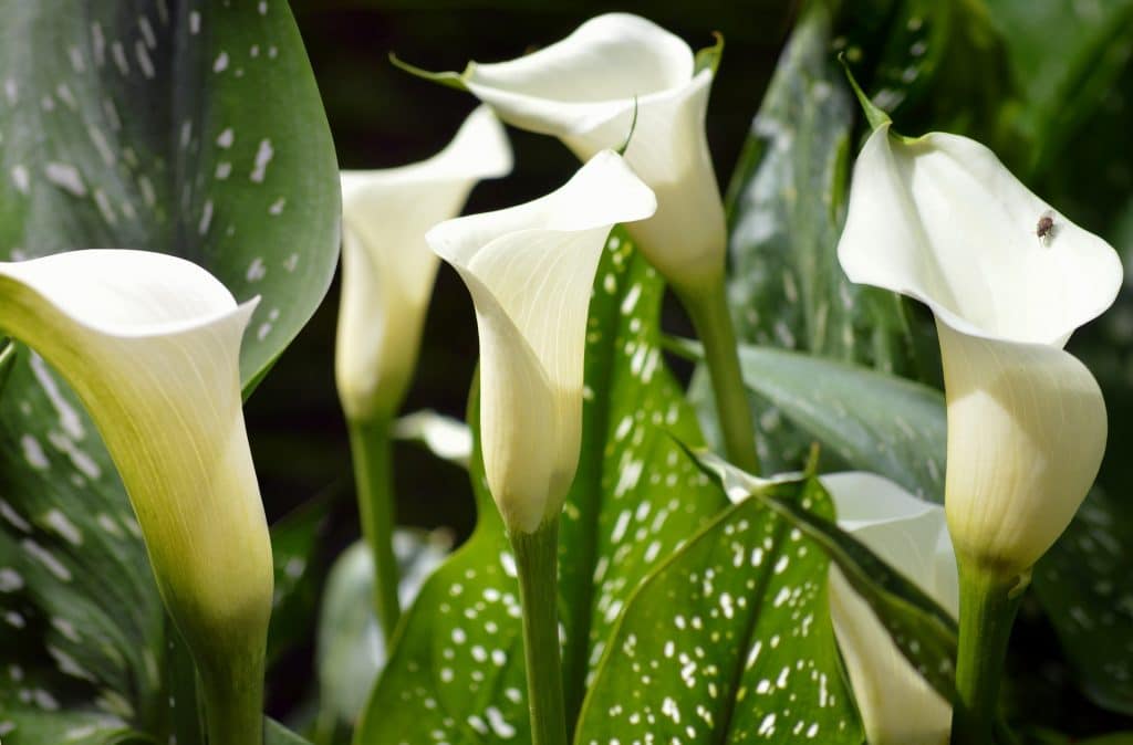 kala (Zantedeschia spp.)