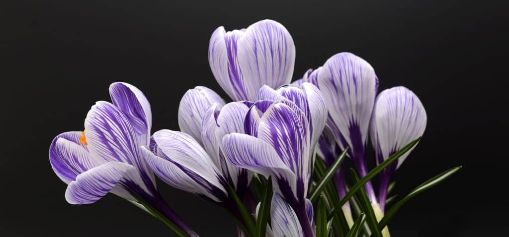 crocus gf8b818697 1920