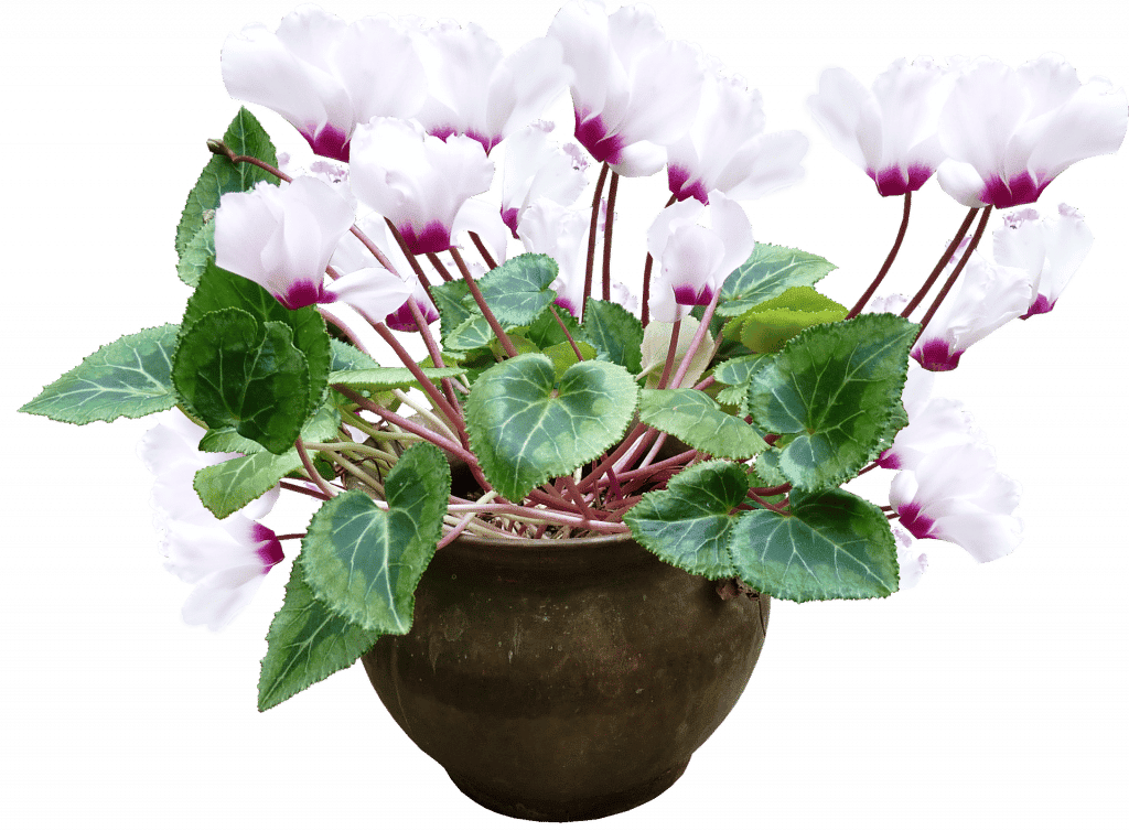 brambořík (Cyclamen spp.)