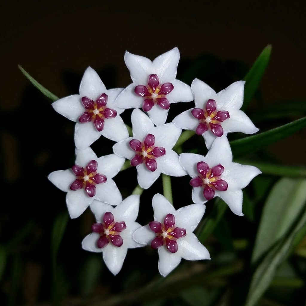 hoje vosková (hoya australis)