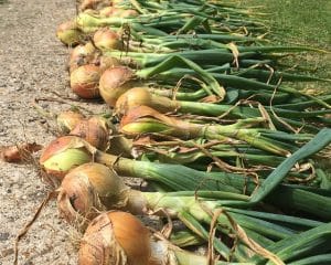 onions gd3fb10f1d 640