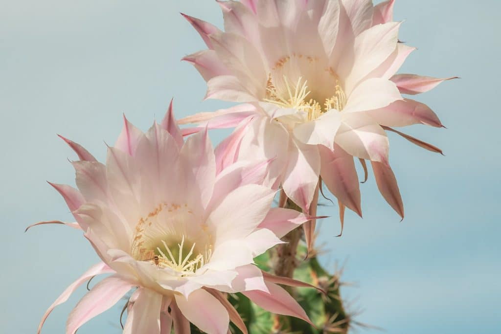 hylocereus undatus - detail květu