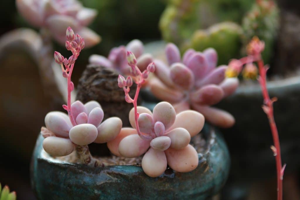 sukulent (pachyphytum oviferum purpus)