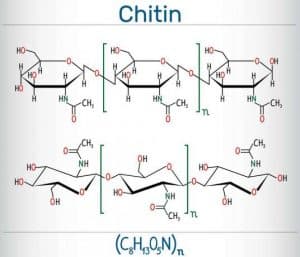 chitin vzorec