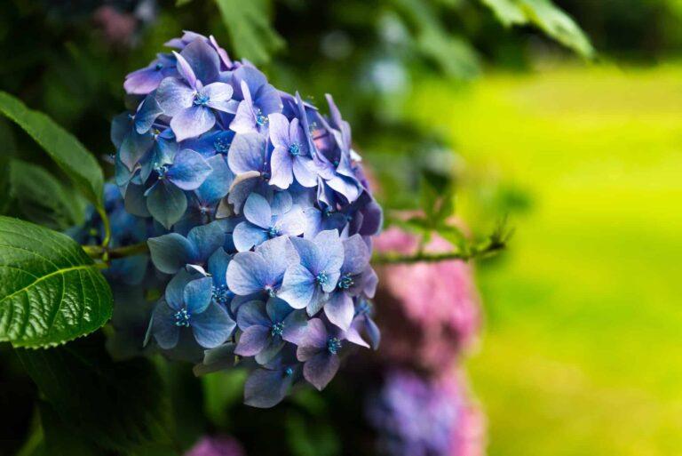 hydrangea flowers in the garden 5