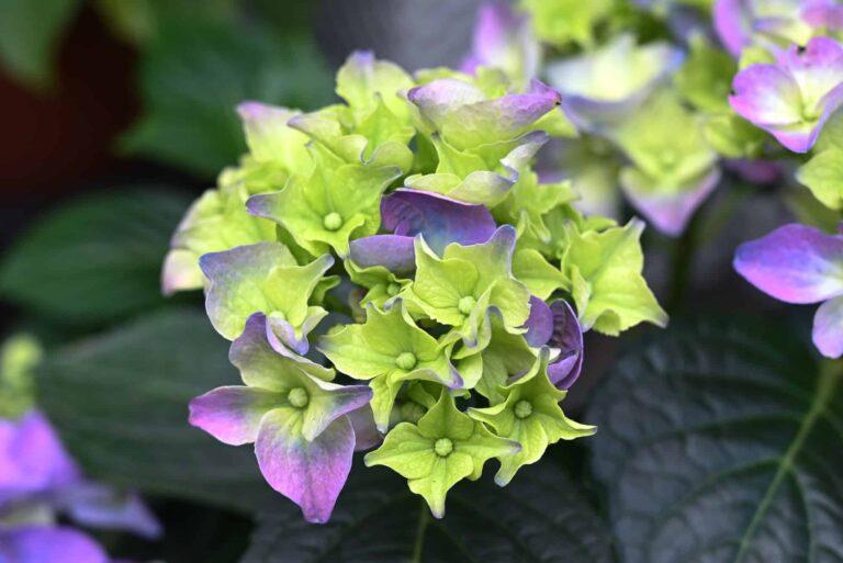 Druhy hortenzií - Hortenzia kalinolistá (Hyrangea macrophylla) - detail fialovo-zelených kvetov