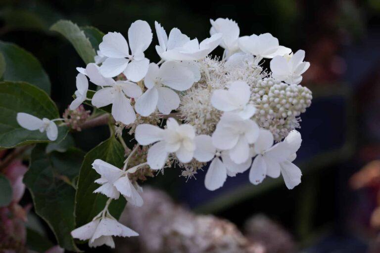 Druhy hortenzií - Hortenzia metlinatá (Hyrangea  paniculata) detail kvetenstva s bielymi kvetmi a púčikmi