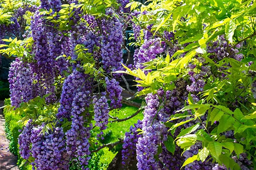 vistárie křovitá wisteria frutescens