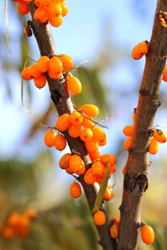 branches of sea buckthorn