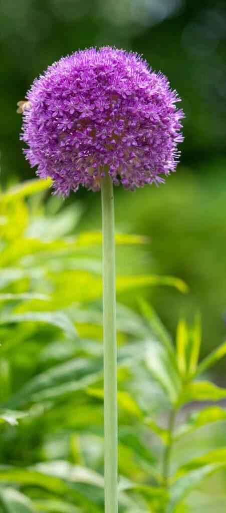 giant onion allium giganteum