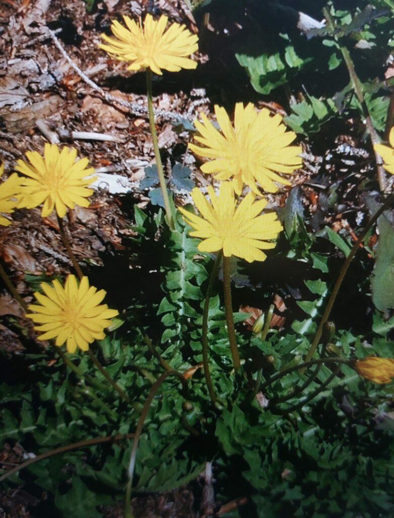 Razivka smradľavá - Aposeris foetida