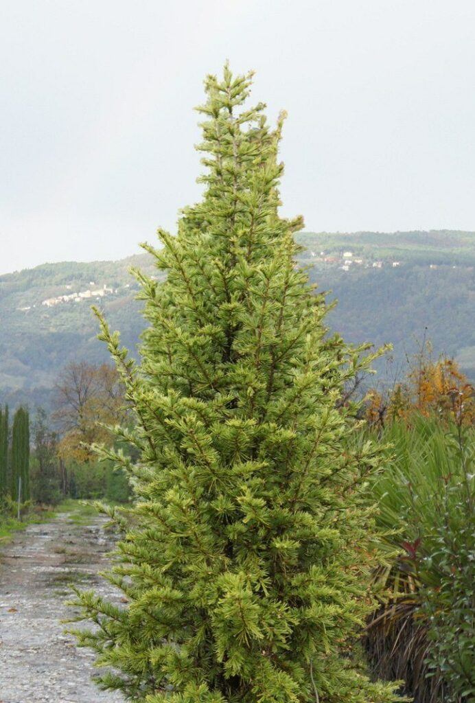 Céder libanonský - Cedrus libani