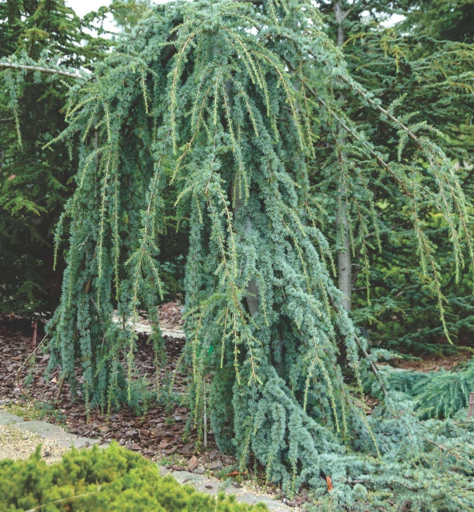 Céder previsnutý - Cedrus atlantica Pendula