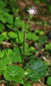 Podbelica alpská