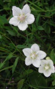 Bielokvet močiarny - Parnassia palustris