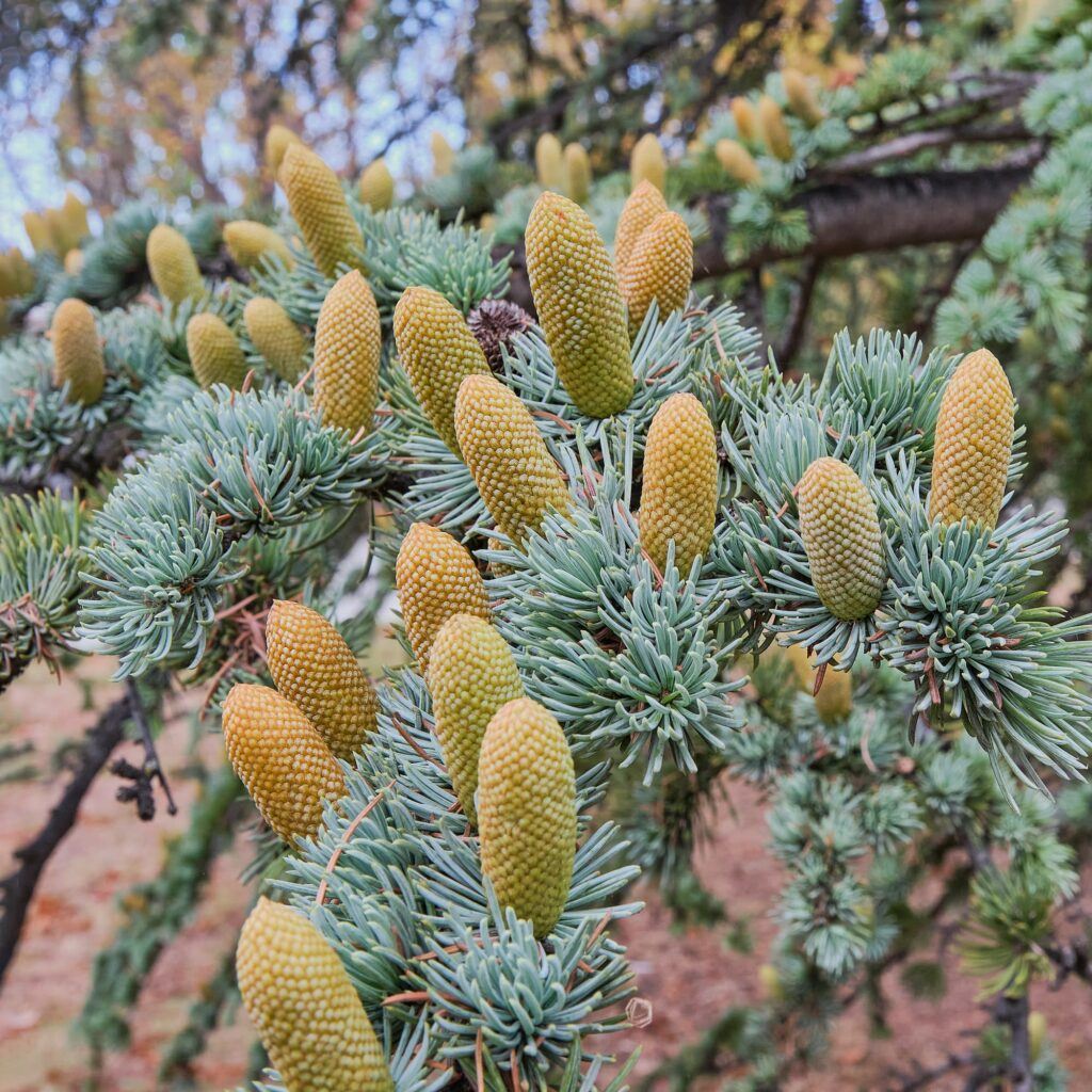 Céder - Cedrus