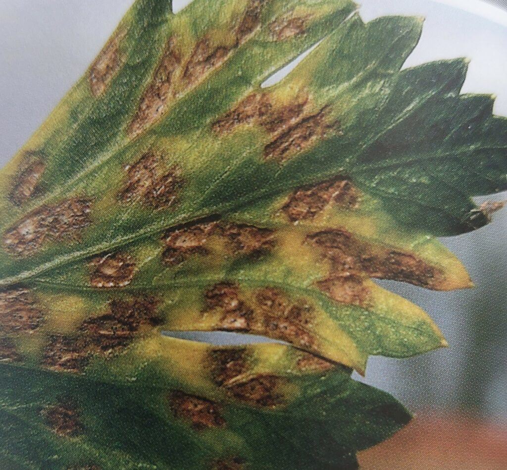 Septorióza zeleru - Septoria apiicola