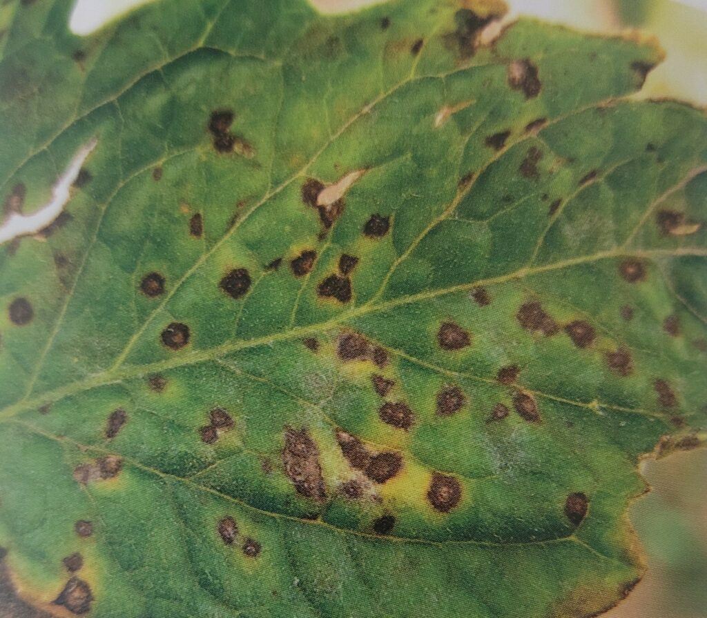 Septorióza rajčiakov - Septoria lycopersici