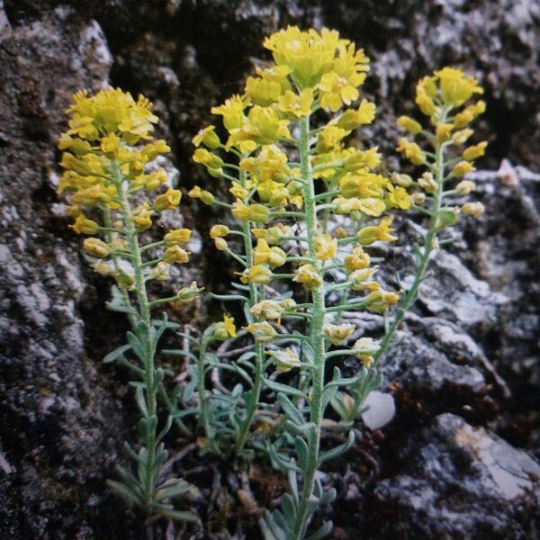 Tarica horská, tiež tarica kopcová - Alyssum montanum