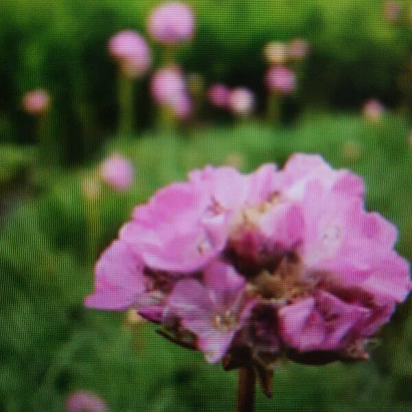 Trávnička prímorská - Armeria maritima