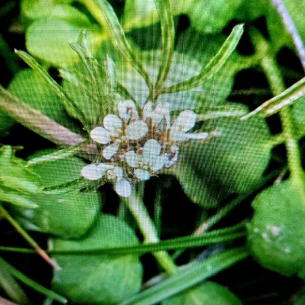 Žerušnica malokvetá - Cardamine parviflora