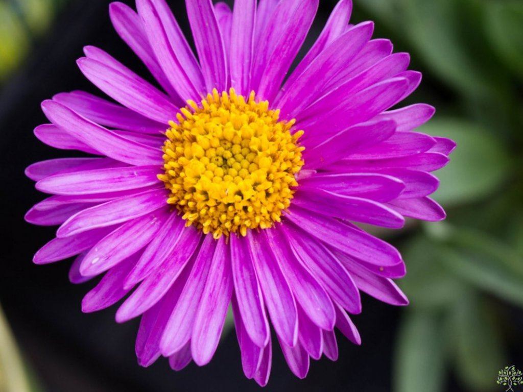 Astra alpínska - Aster alpinus