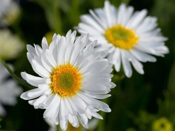 Astra alpínska biela ohrozenia - Aster alpinus White