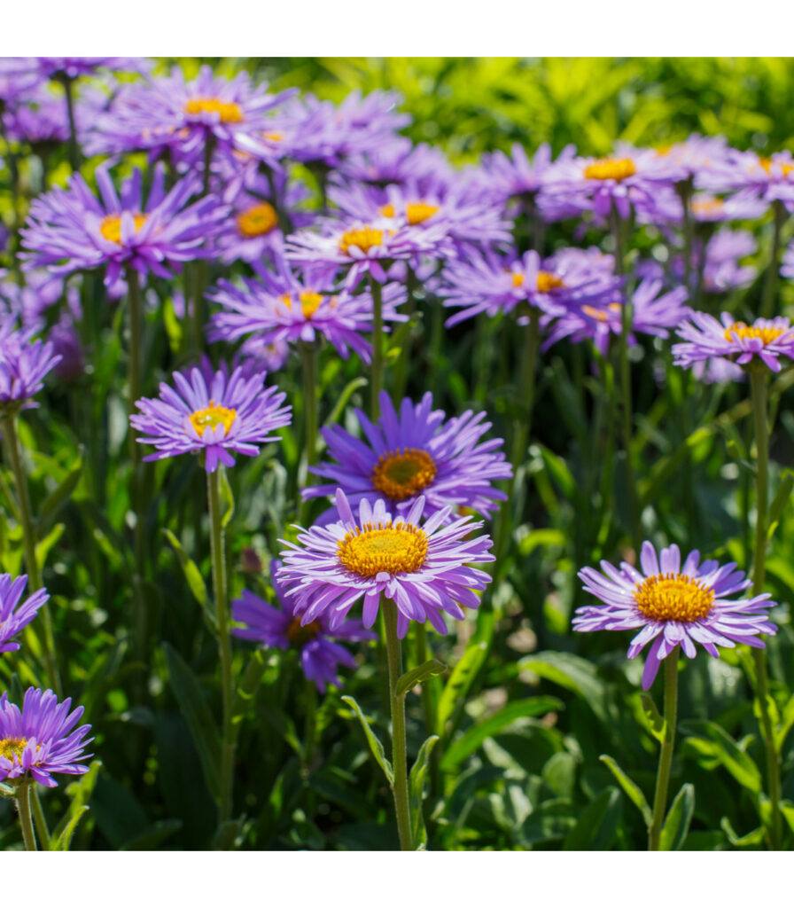 Astra alpínska kvety - Aster alpinus