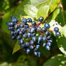 Kalina modroploda plody Viburnum tinus