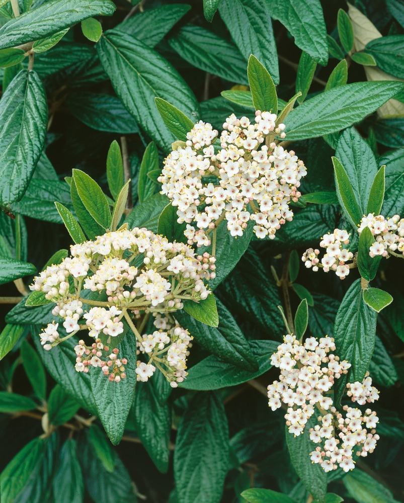 Kalina pražská - Viburnum 'Pragense'