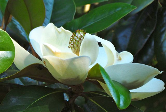 Magnólia končistolistá - Magnolia acuminata