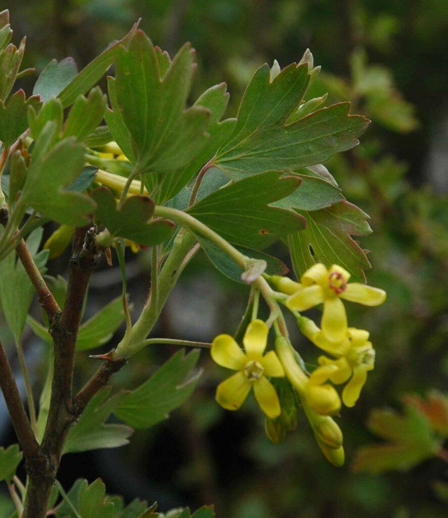 Ríbezľa zlatá - Ribes aureum