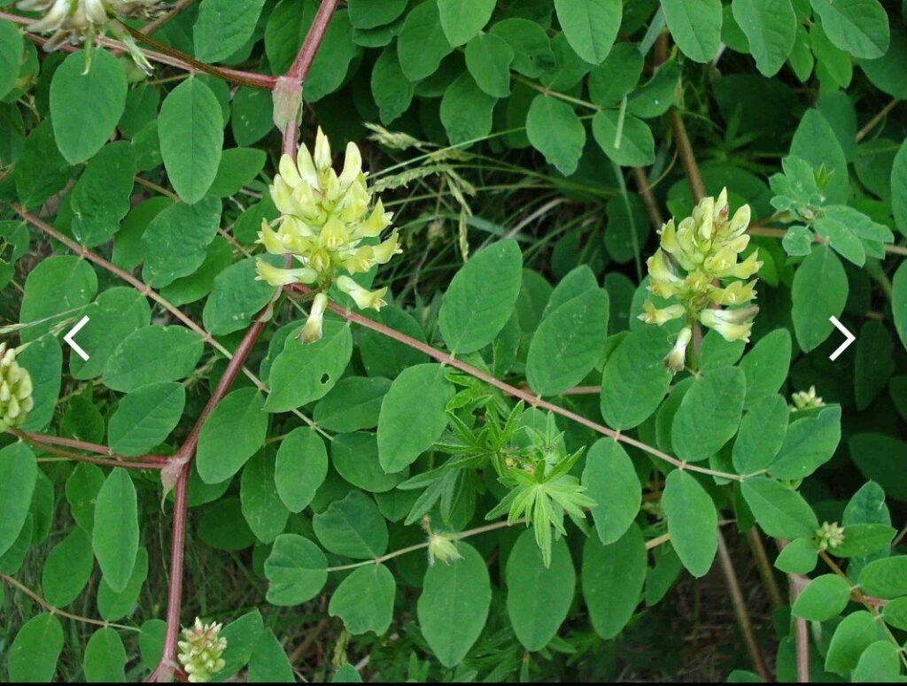 Kozinec sladkolistý - Astragalus glycyphyllos