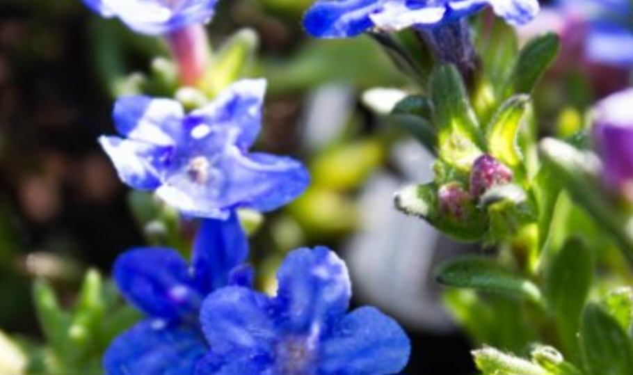 kamejka vetvená - Lithodora diffusa syn. Lithospermum diffusum