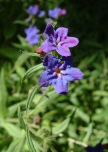 Kamienka modropurpurová - Lithospermum purpurocaeruleum