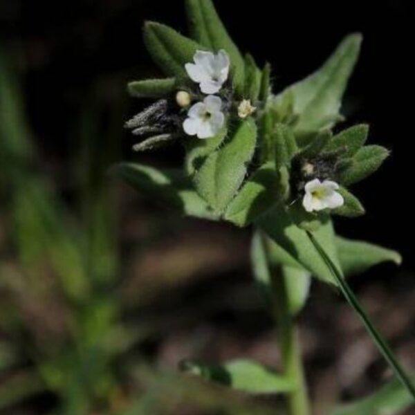 Kamienka roľná - Lithospermum arvense