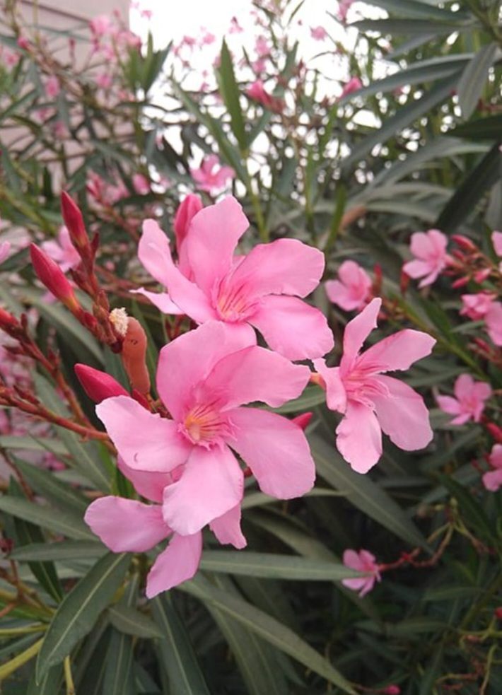 Oleander - Nerium oleander