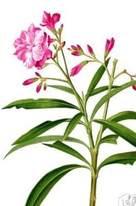 Oleander