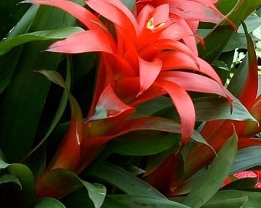 Bromélia kvet - Bromelia