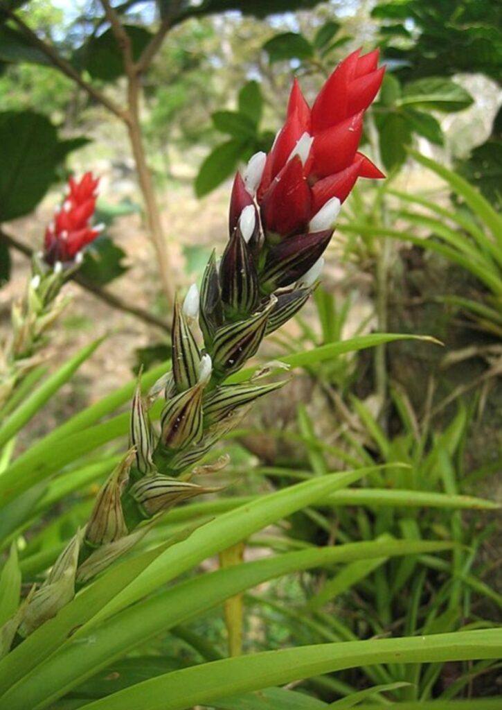 Bromélia - Bromelia