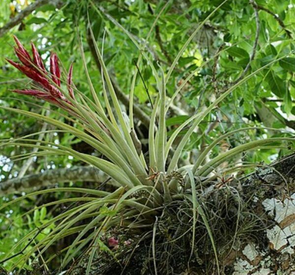 Bromélia tillandsia