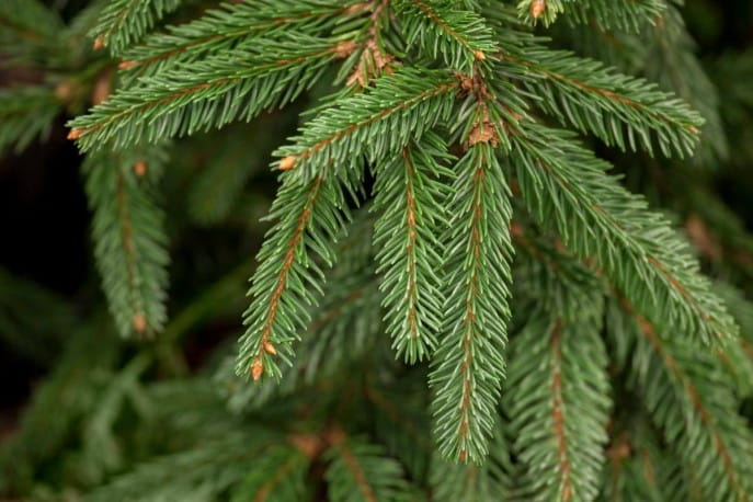 Smrek omorika - Picea omorika