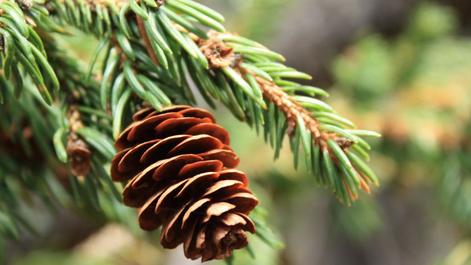 Smrek biely - Picea glauca