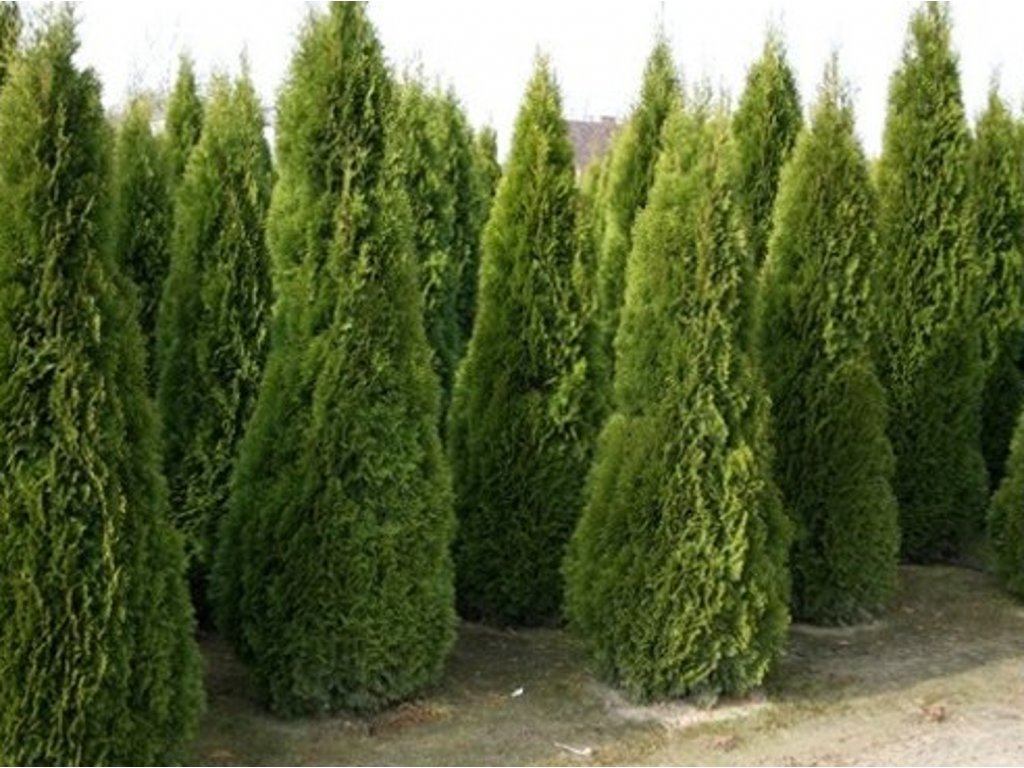 Tuja brabant - Thuja occidentalis brabant