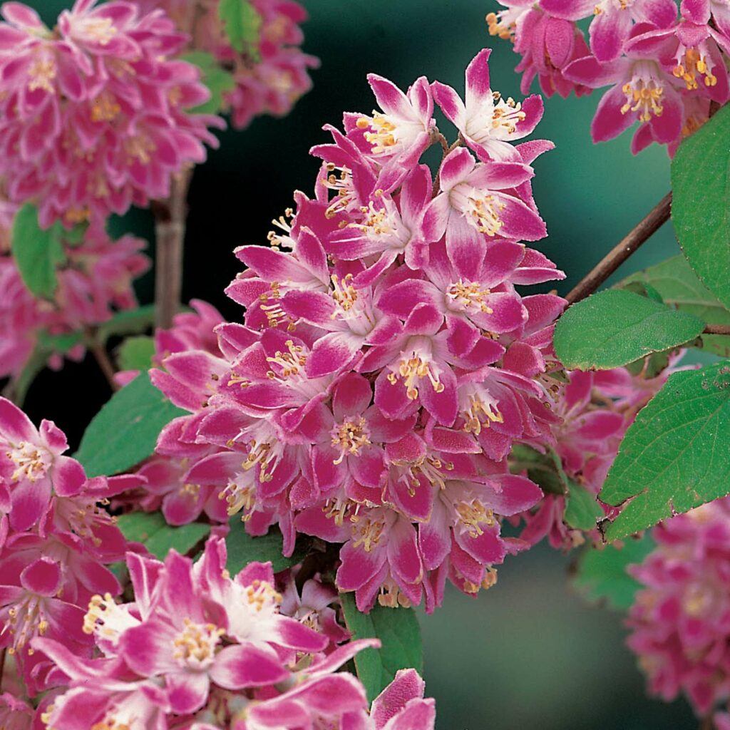 Trojpuk Strawberry fields - Deutzia Strawberry fields