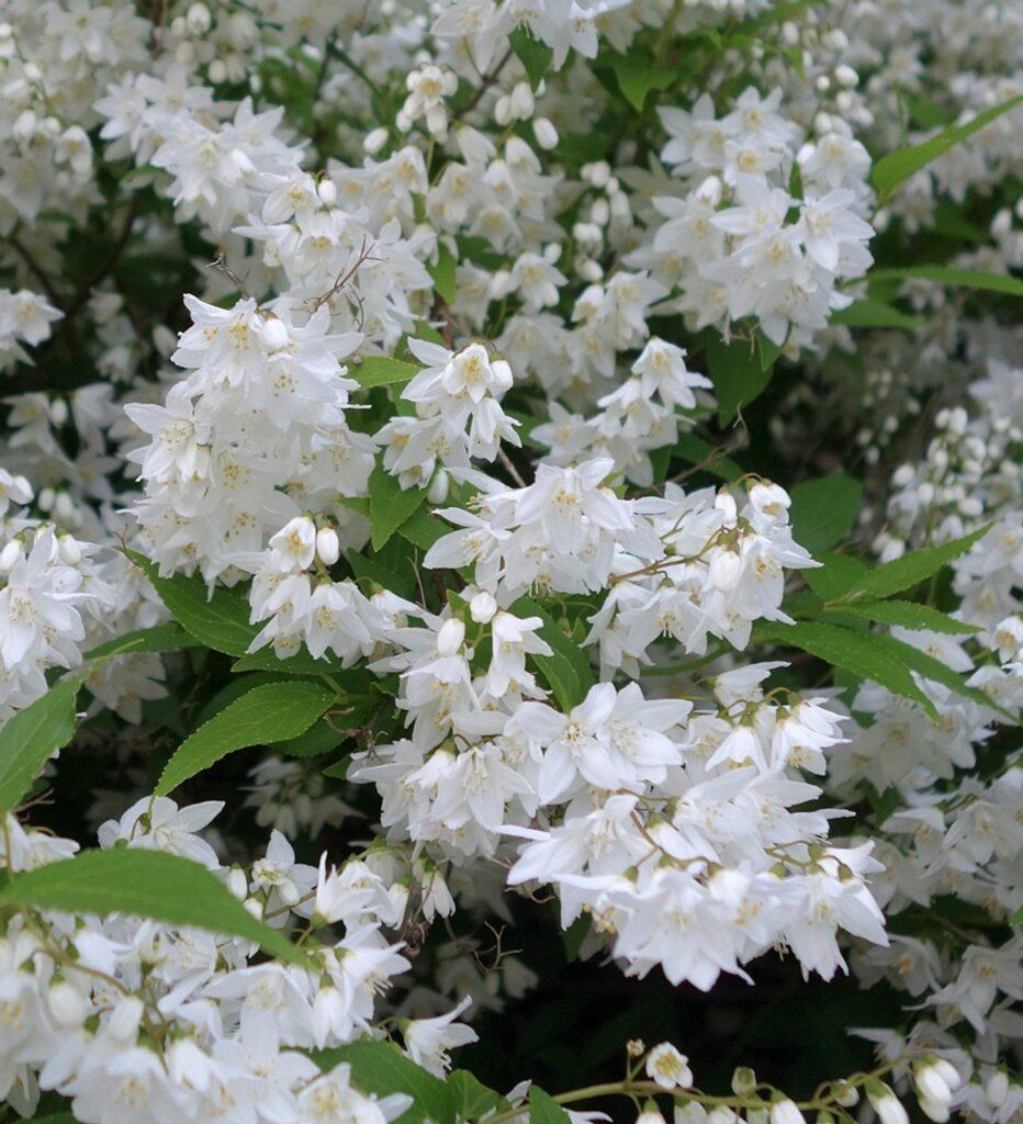 Trojpuk štíhlý - Deutzia gracilis